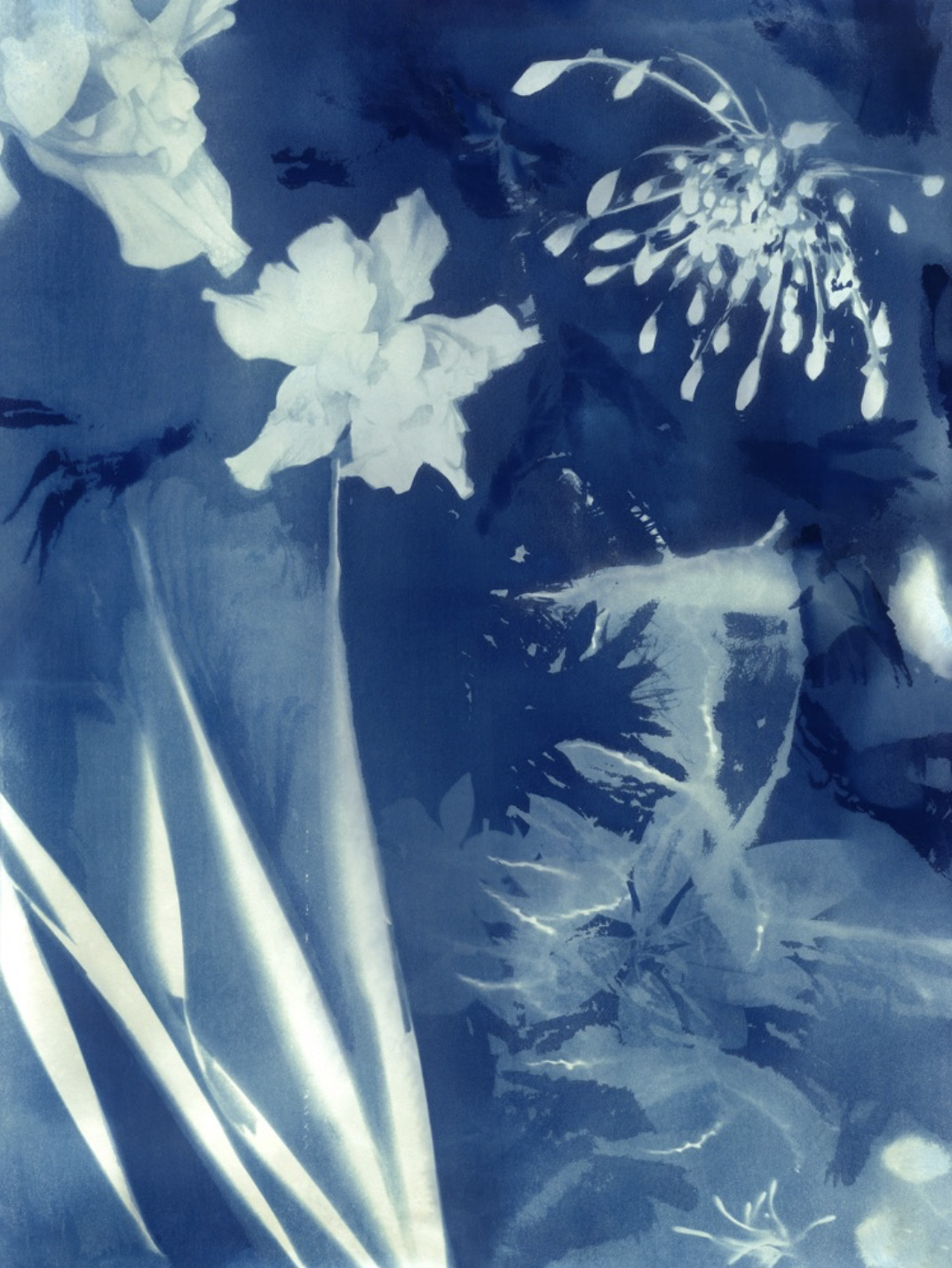 Blue-toned cyanotype artwork with layered botanical silhouettes