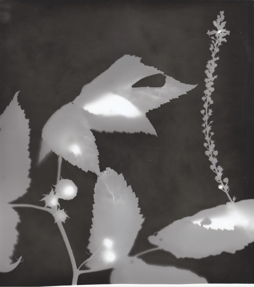 Photogram of delicate flowers and stems in high contrast