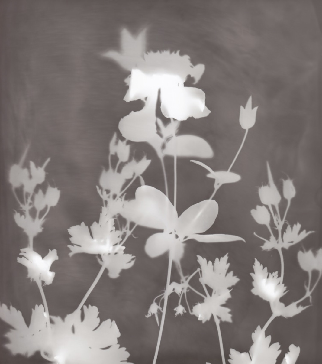 Photogram with leaves and botanical silhouettes on dark field