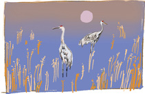 Two sandhill cranes in grassy landscape at sunset