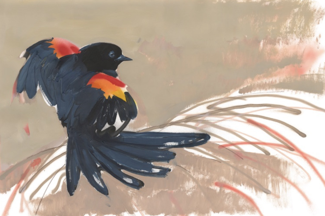 Painting of a red-winged blackbird with wings spread against a neutral backdrop