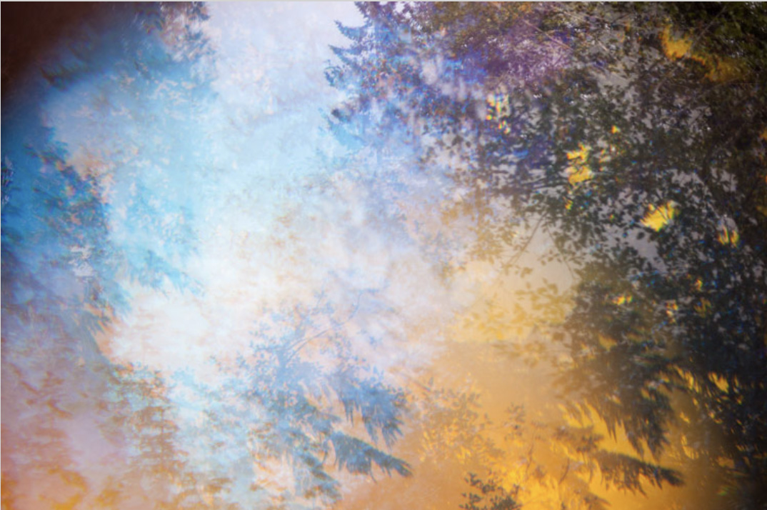 Abstracted treetops against sky with warm golden and cool blue light blending