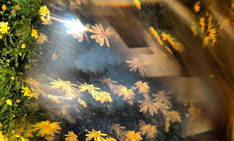 Yellow flowers seen through reflective or refracted surface with lens flare effects
