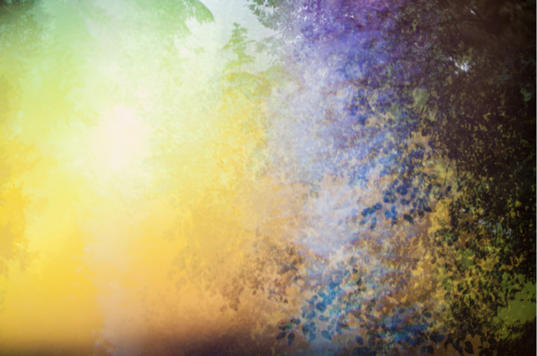 Sunlit forest with bright yellow glow filtering through dense foliage