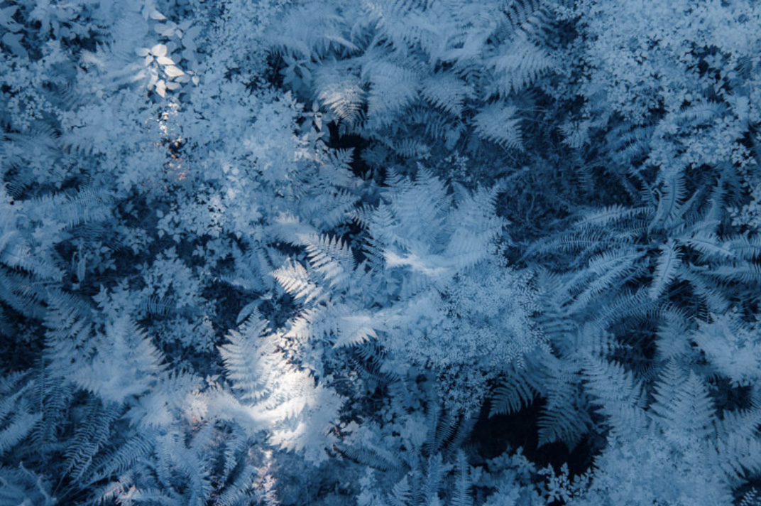 Textured blue-toned image of ferns and ground cover in soft, even light